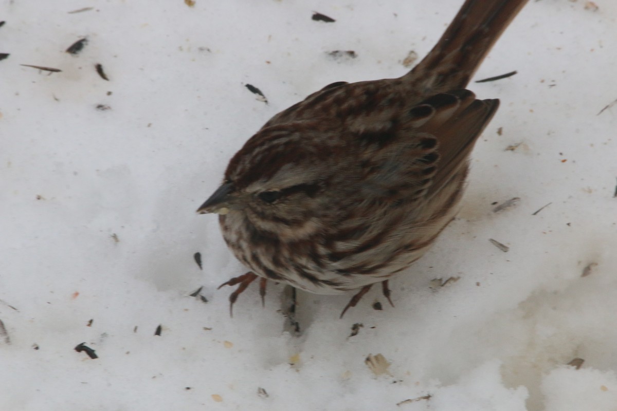 Song Sparrow - ML23803101