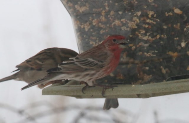 House Finch - ML23803141