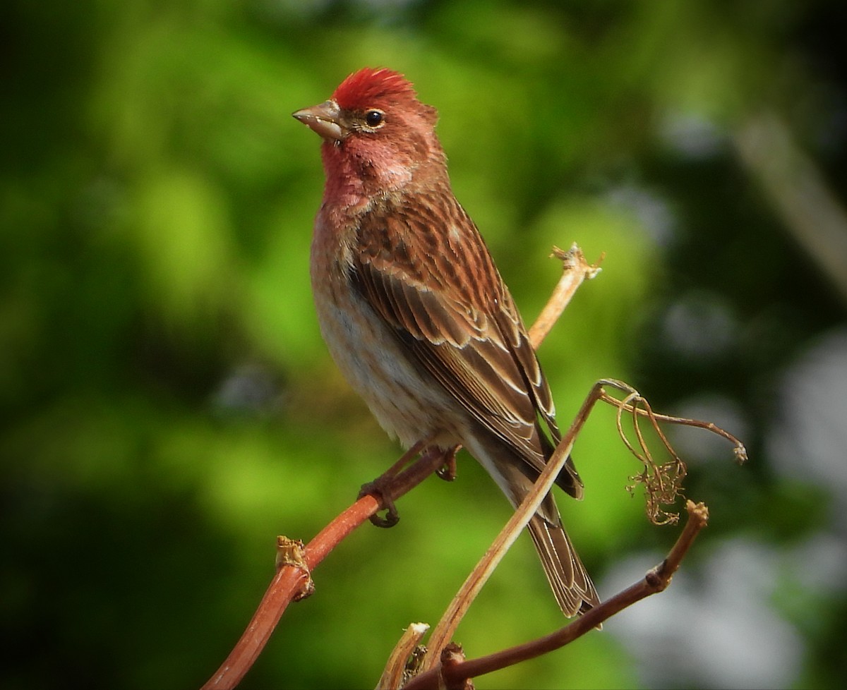 Cassin's Finch - ML238032901