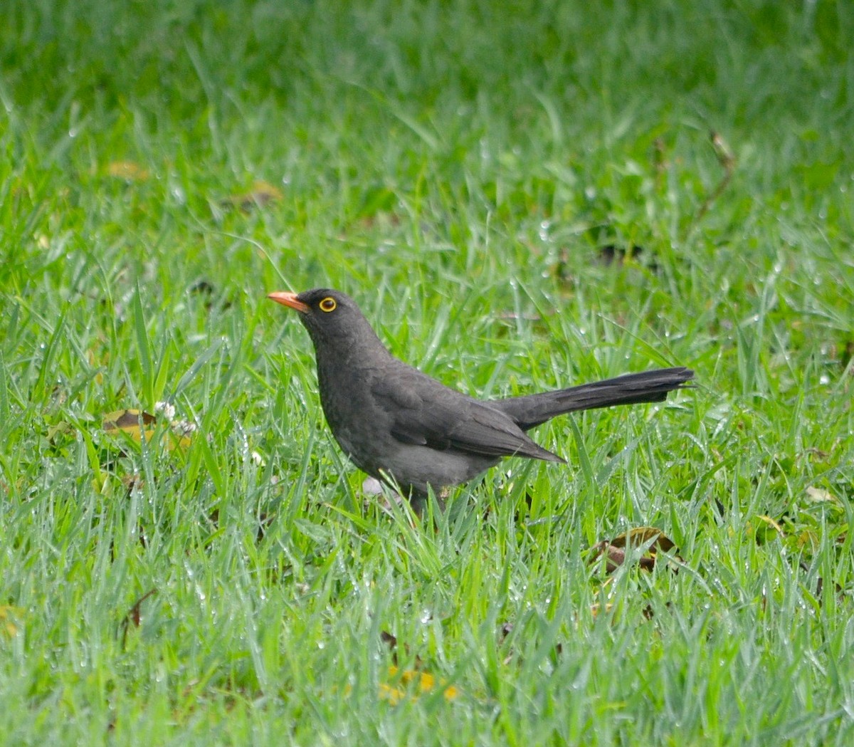 Great Thrush - ML238034271