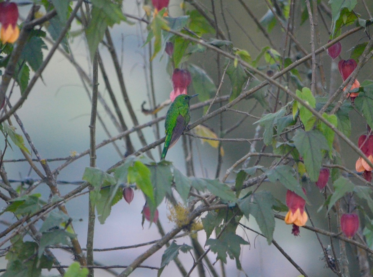 Green-tailed Trainbearer - ML238034351