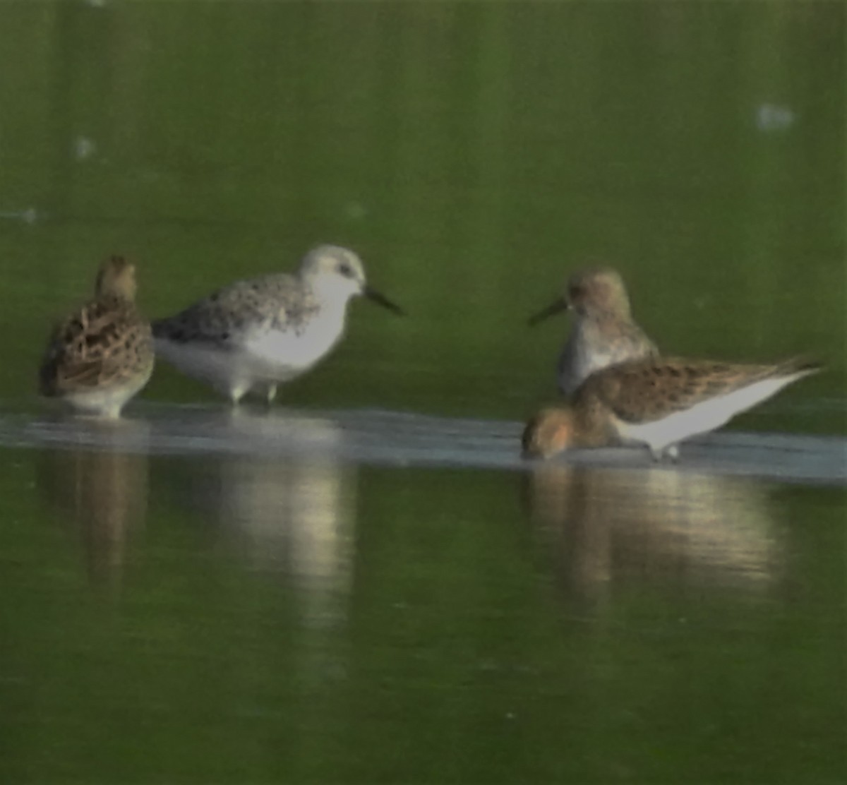 Bécasseau sanderling - ML238035241