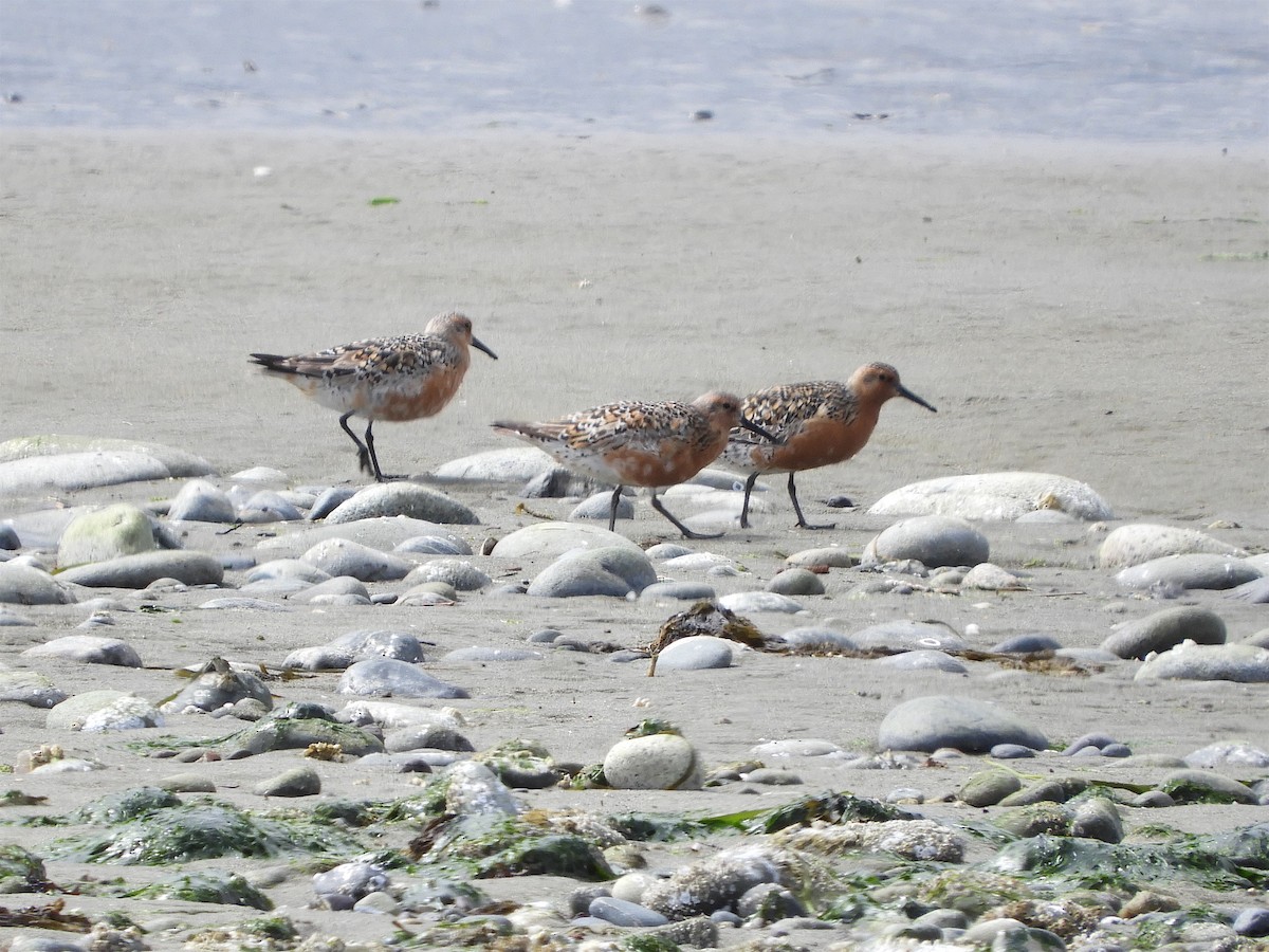 Red Knot - ML238035701