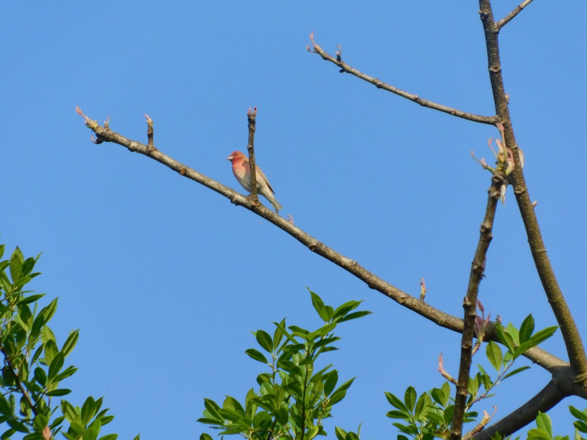 Common Rosefinch - ML238035861