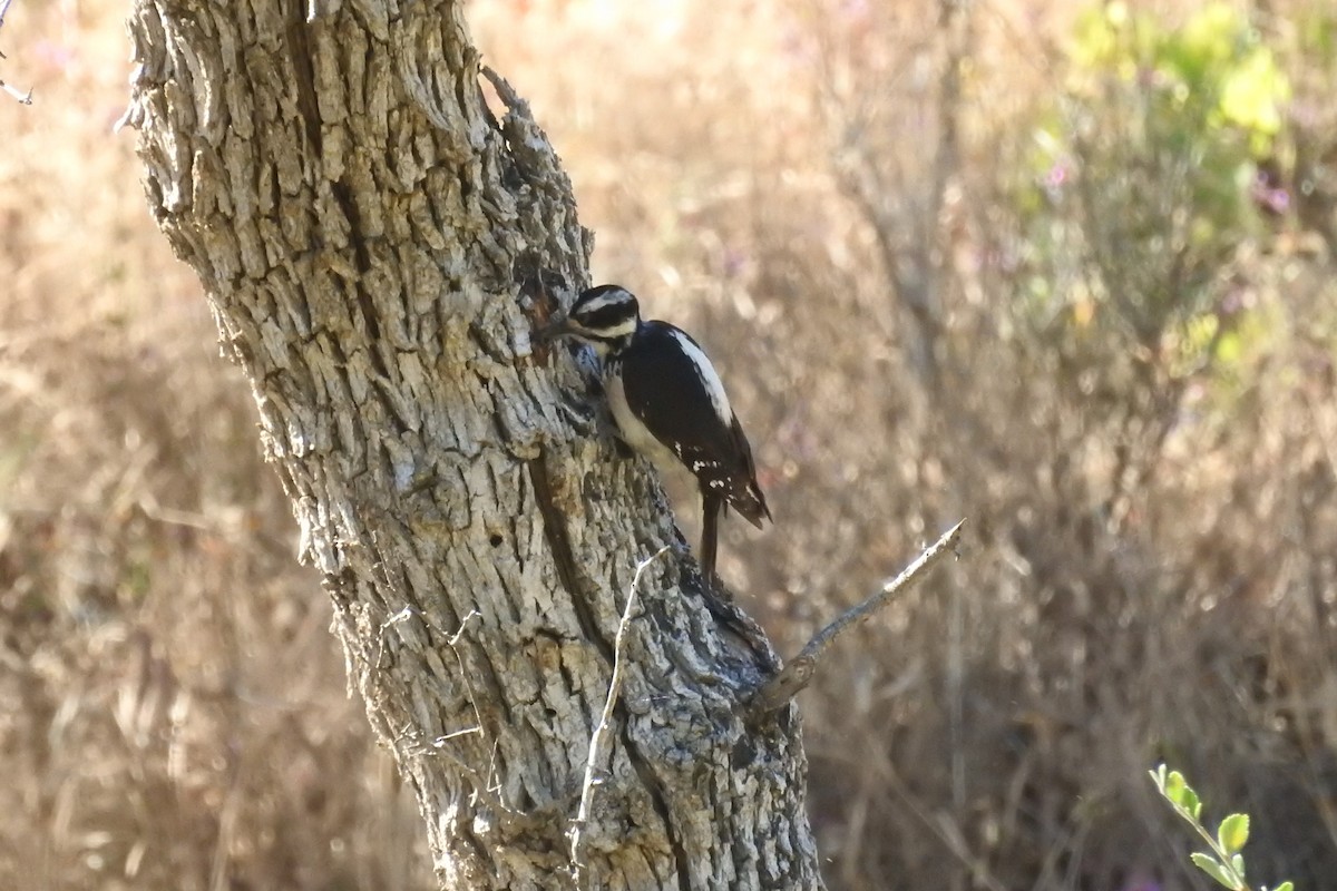 Hairy Woodpecker - ML238035951