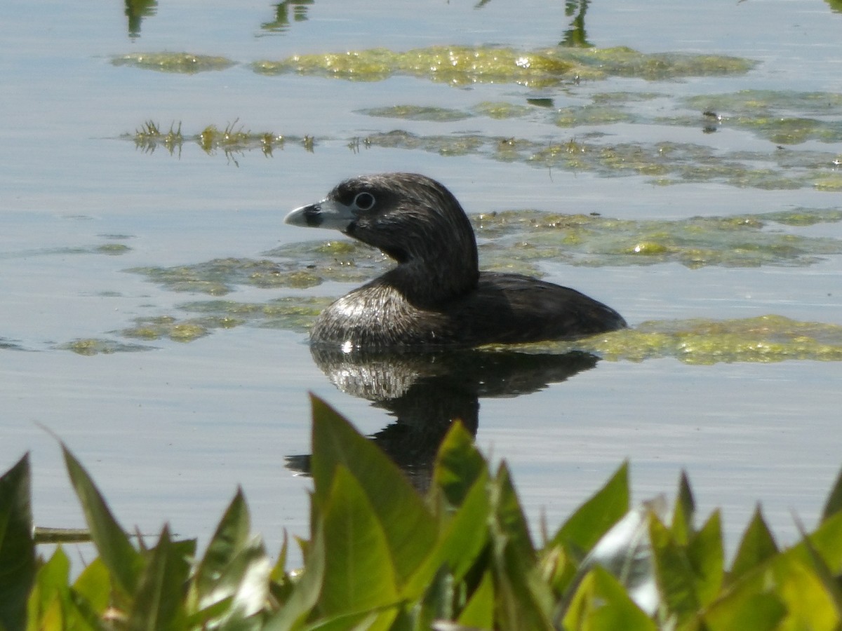 Pied-billed Grebe - ML238036721