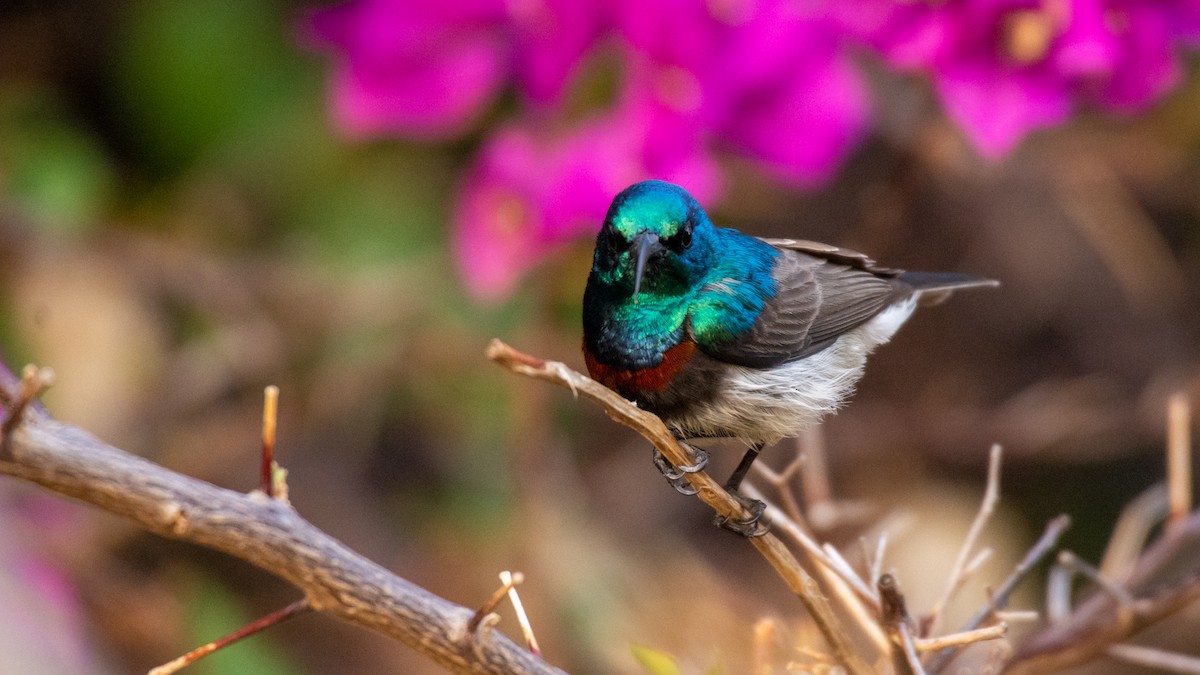 Souimanga Sunbird (White-bellied) - ML238037391