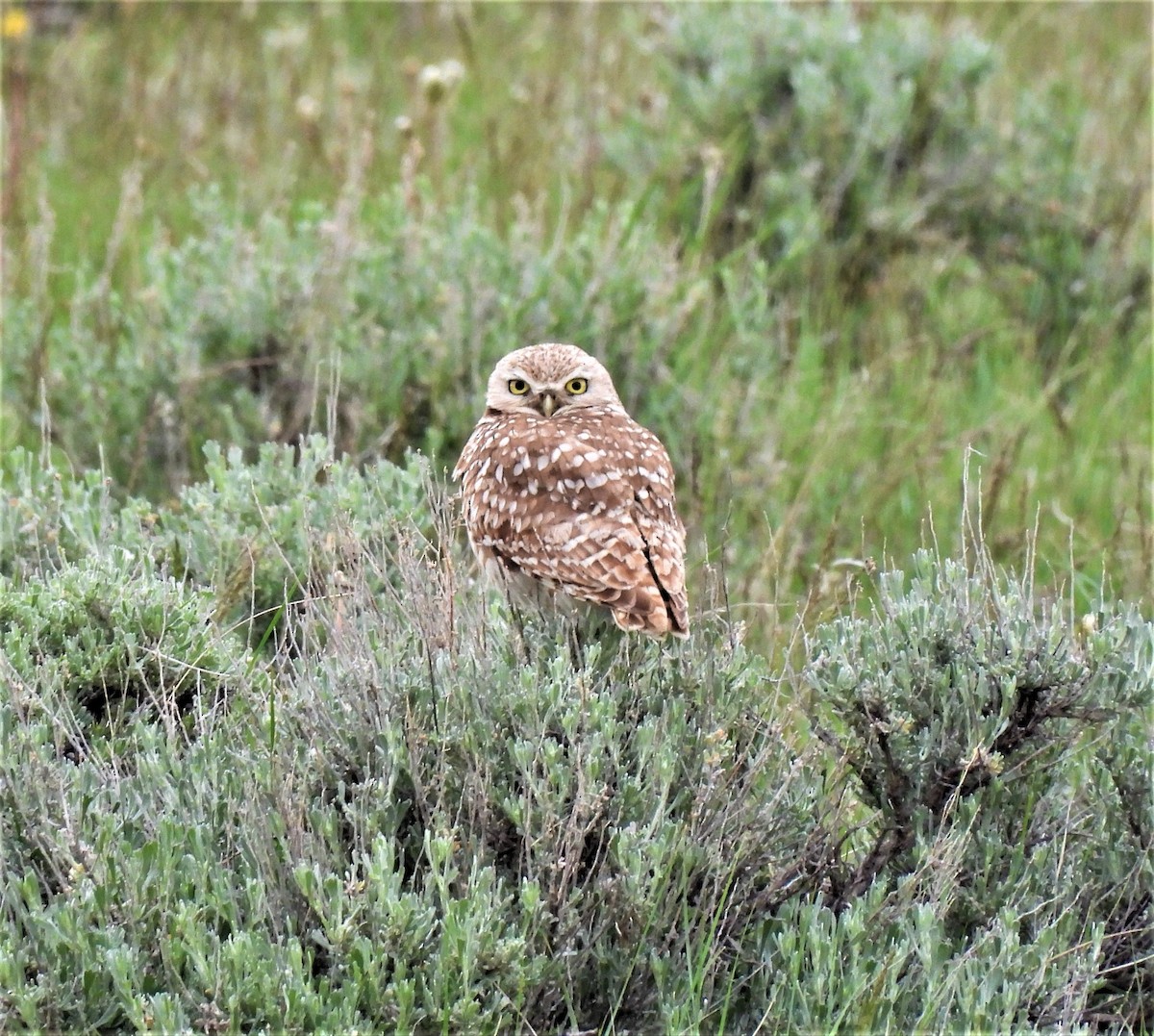 Burrowing Owl - ML238038151