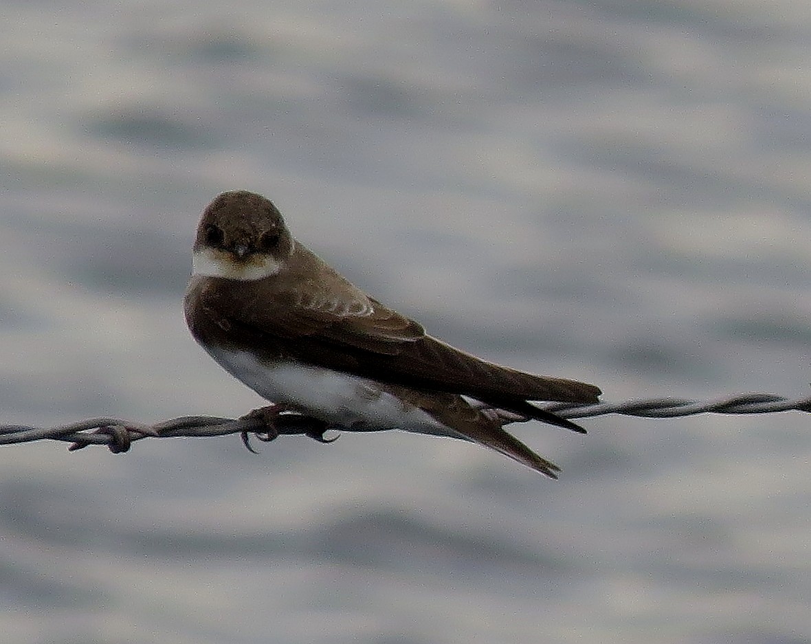 Bank Swallow - Larry Larson