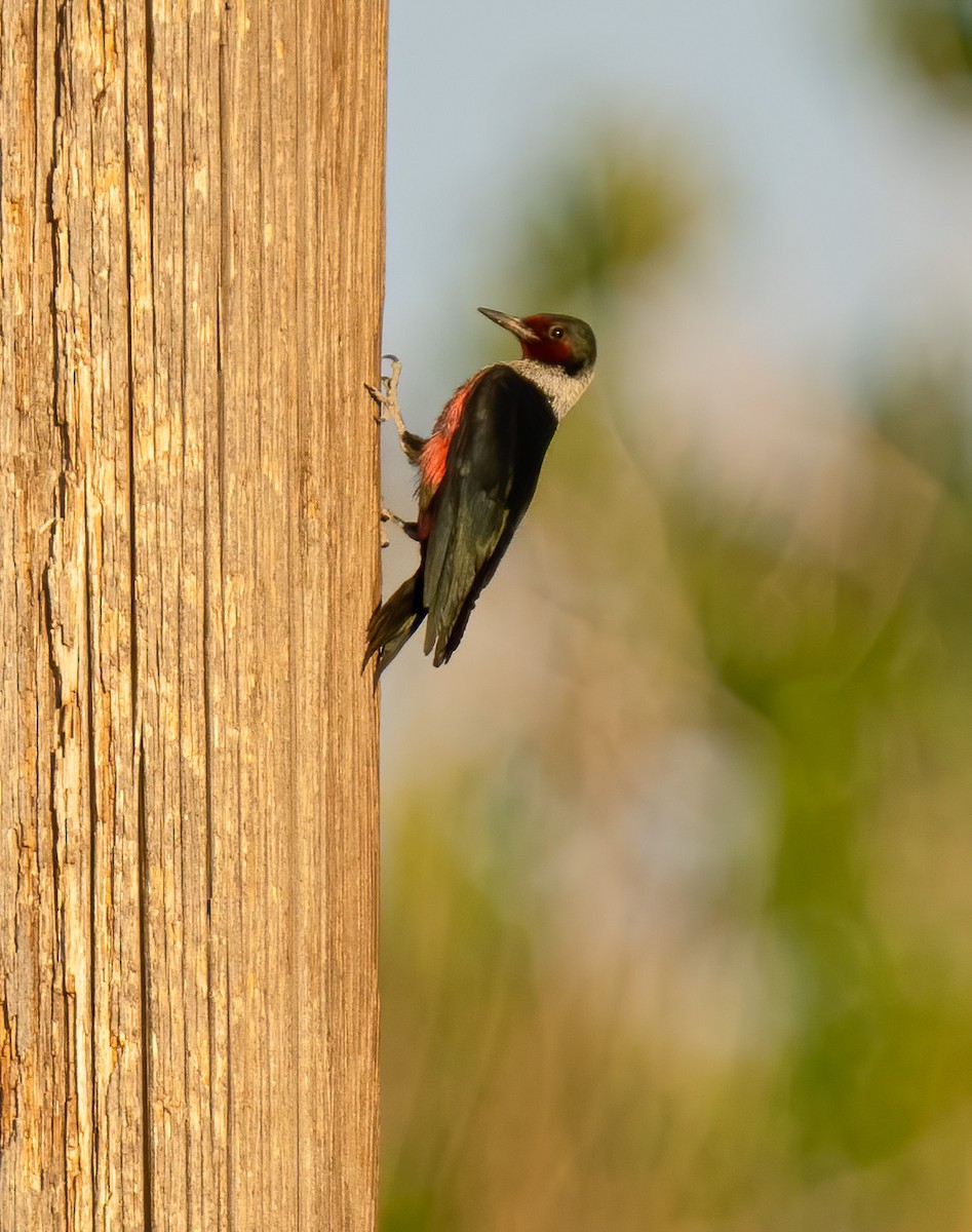 Lewis's Woodpecker - ML238039701