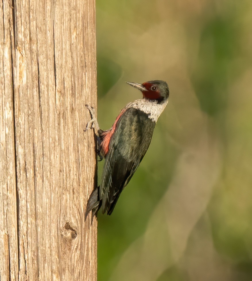 Lewis's Woodpecker - ML238039711