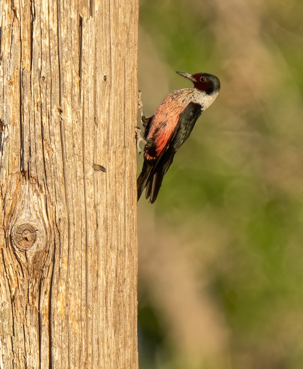 Lewis's Woodpecker - ML238039741