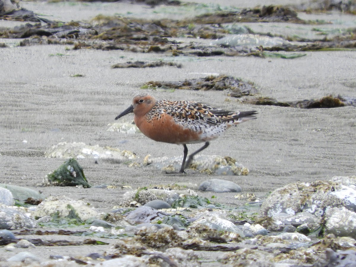 Red Knot - ML238041051