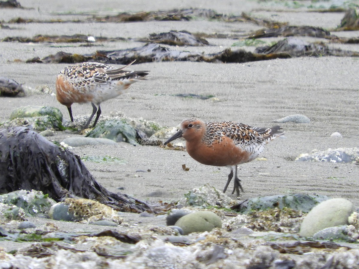 Red Knot - ML238041111