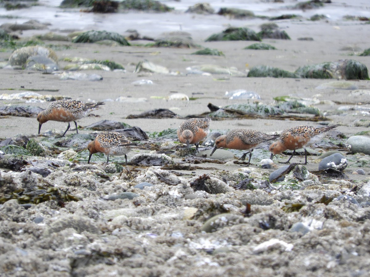 Red Knot - ML238041171