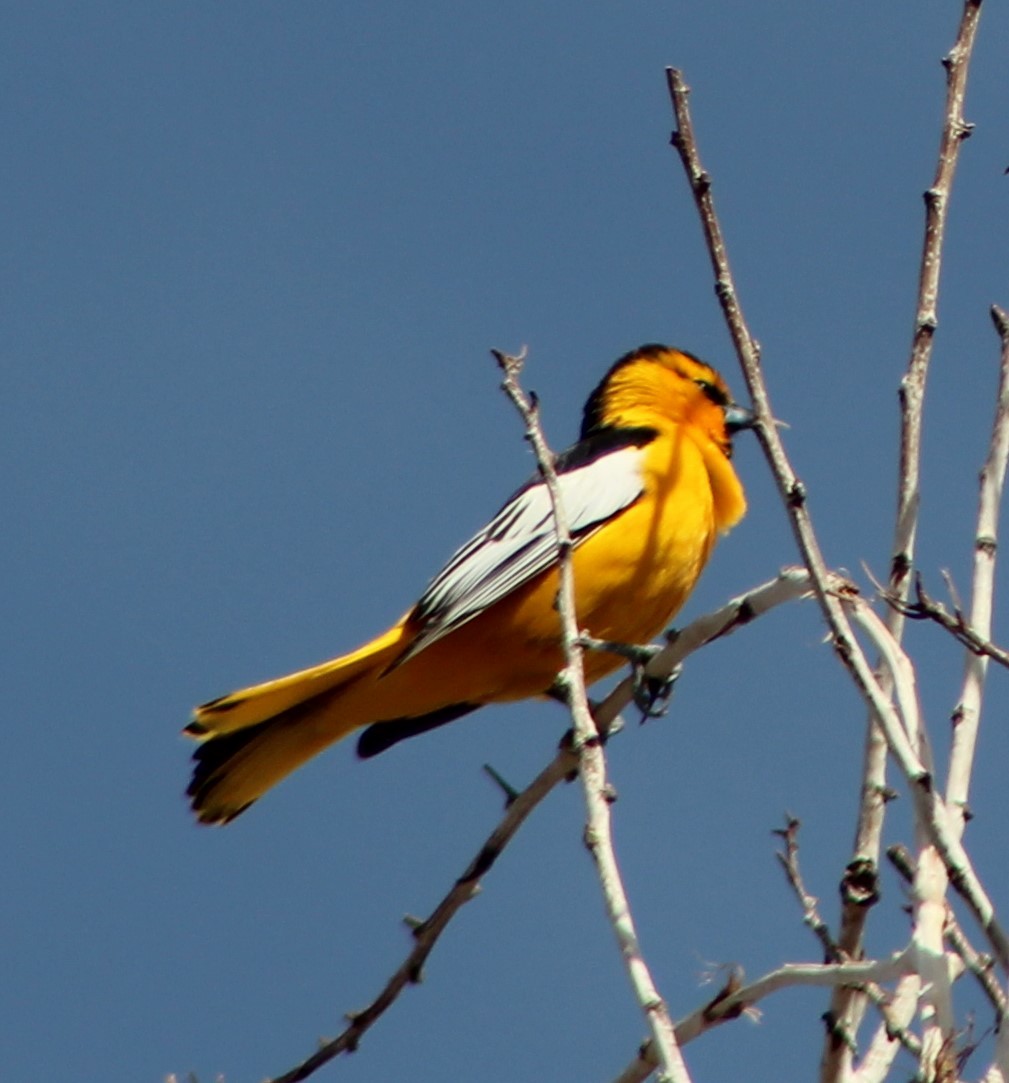 Bullock's Oriole - ML238042361
