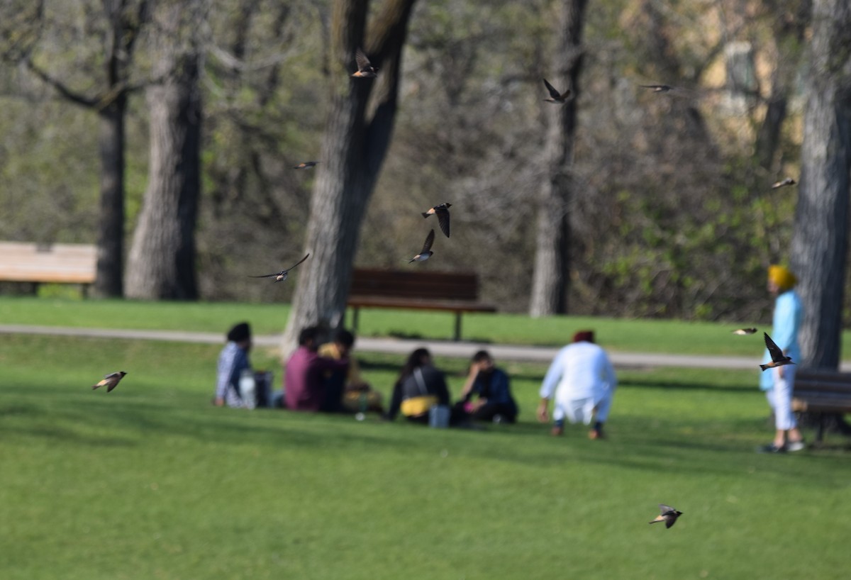 Cliff Swallow - ML238042731