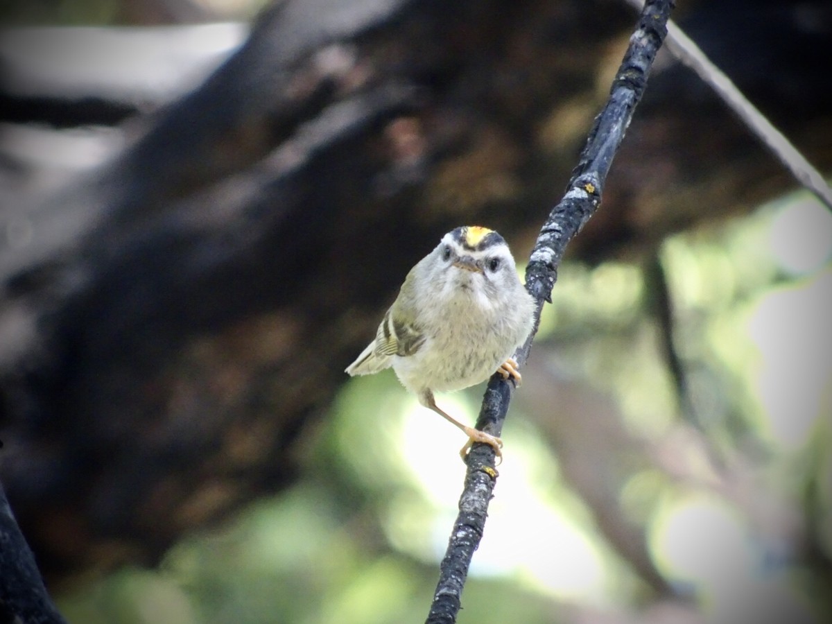 Golden-crowned Kinglet - ML238043551