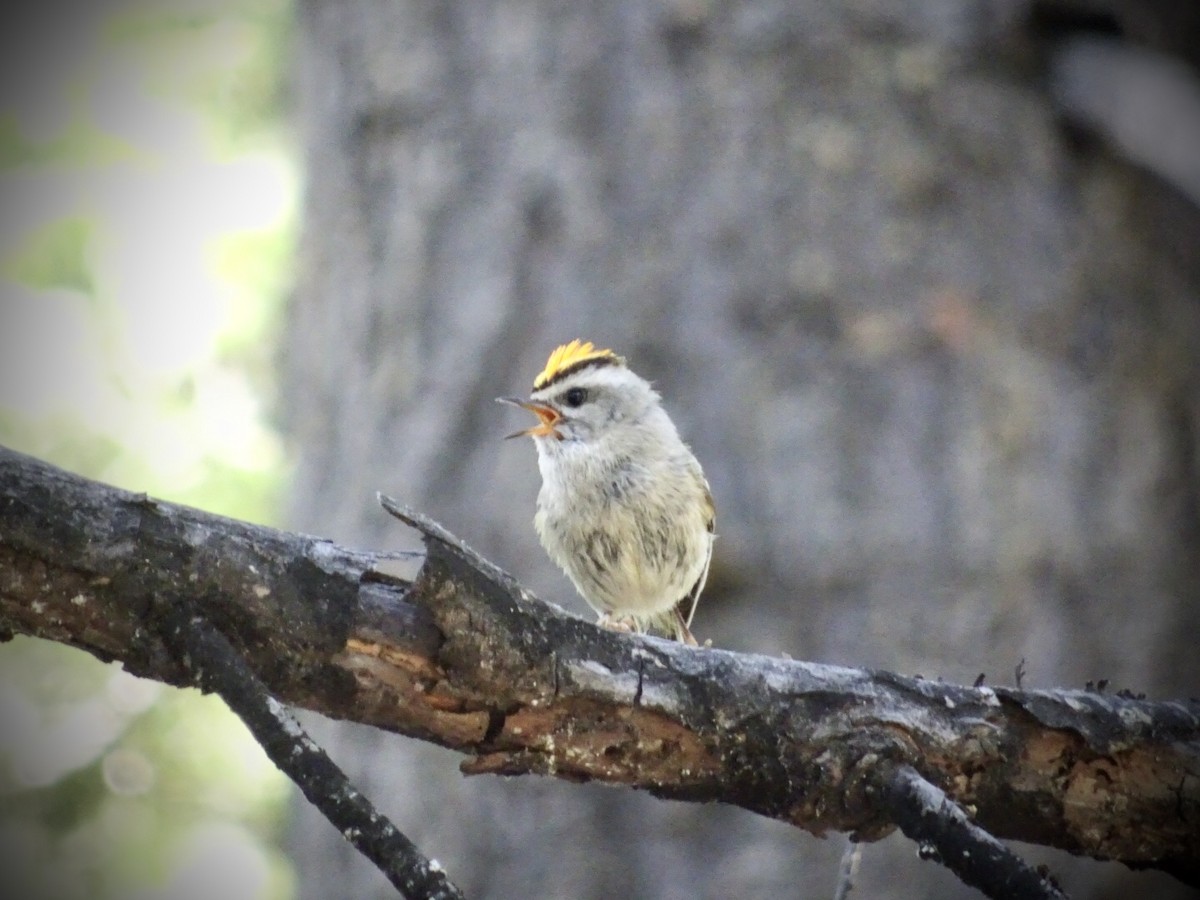 Golden-crowned Kinglet - ML238043571