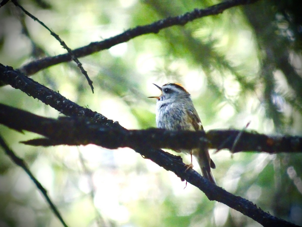 Golden-crowned Kinglet - ML238043591