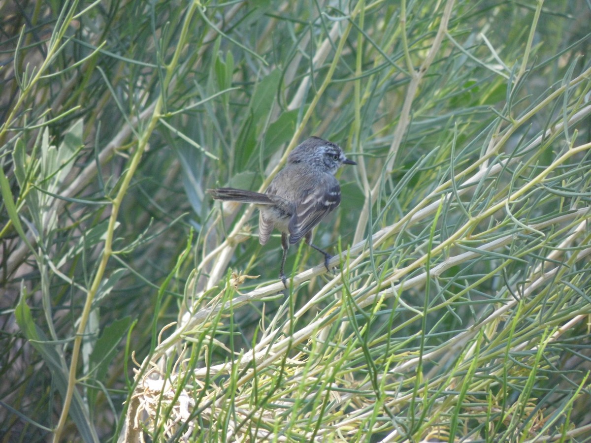 Tufted Tit-Tyrant - ML238045801