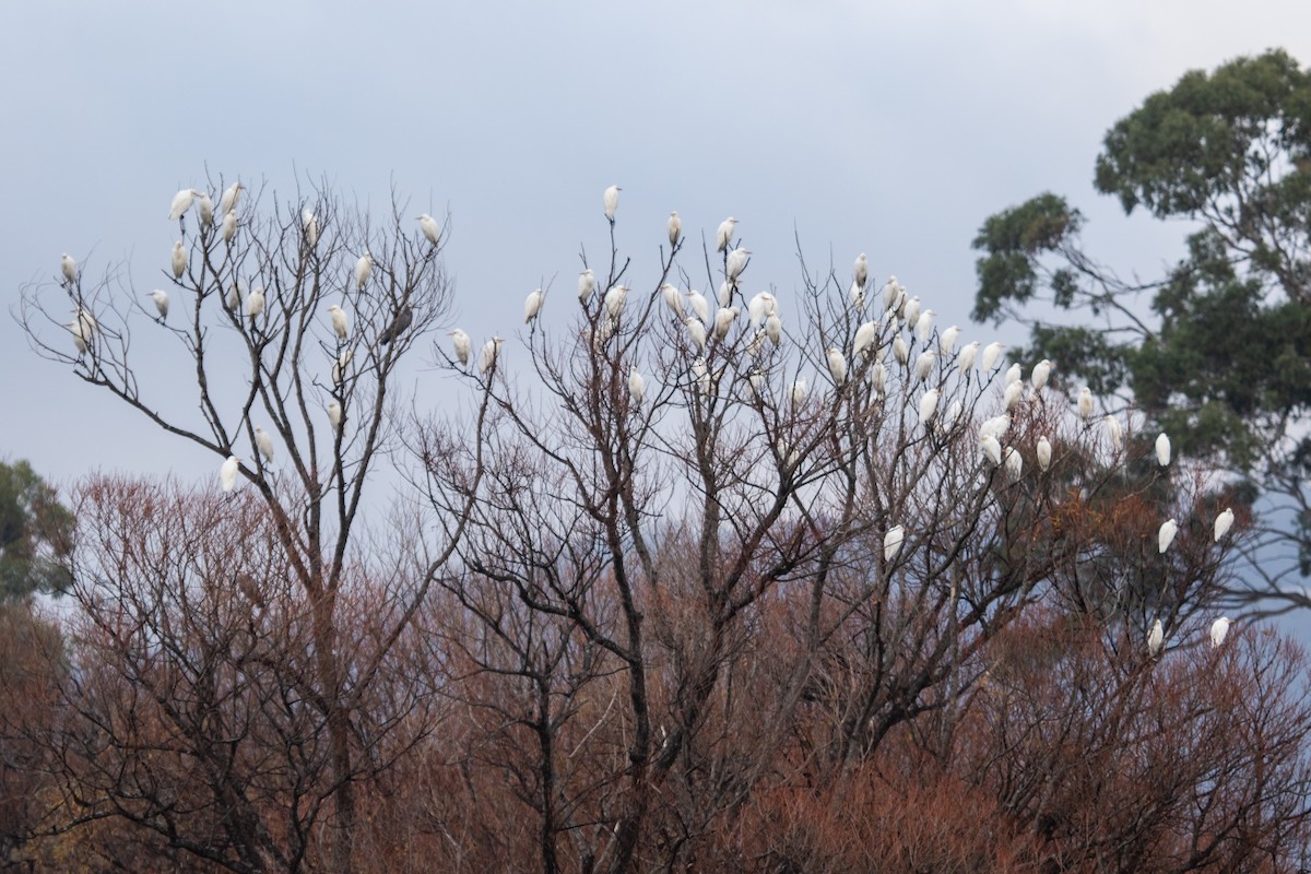 黃頭鷺 - ML238046441