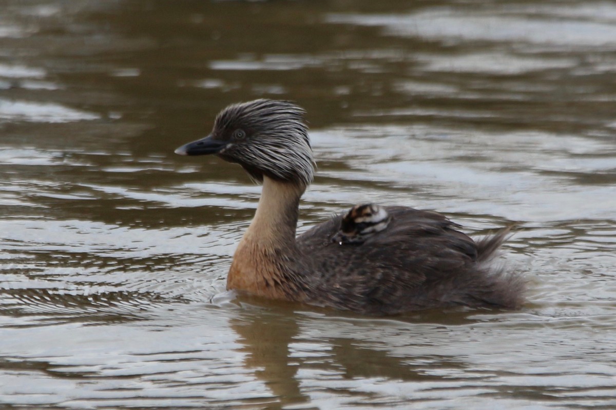 Hoary-headed Grebe - Pauline and Ray Priest