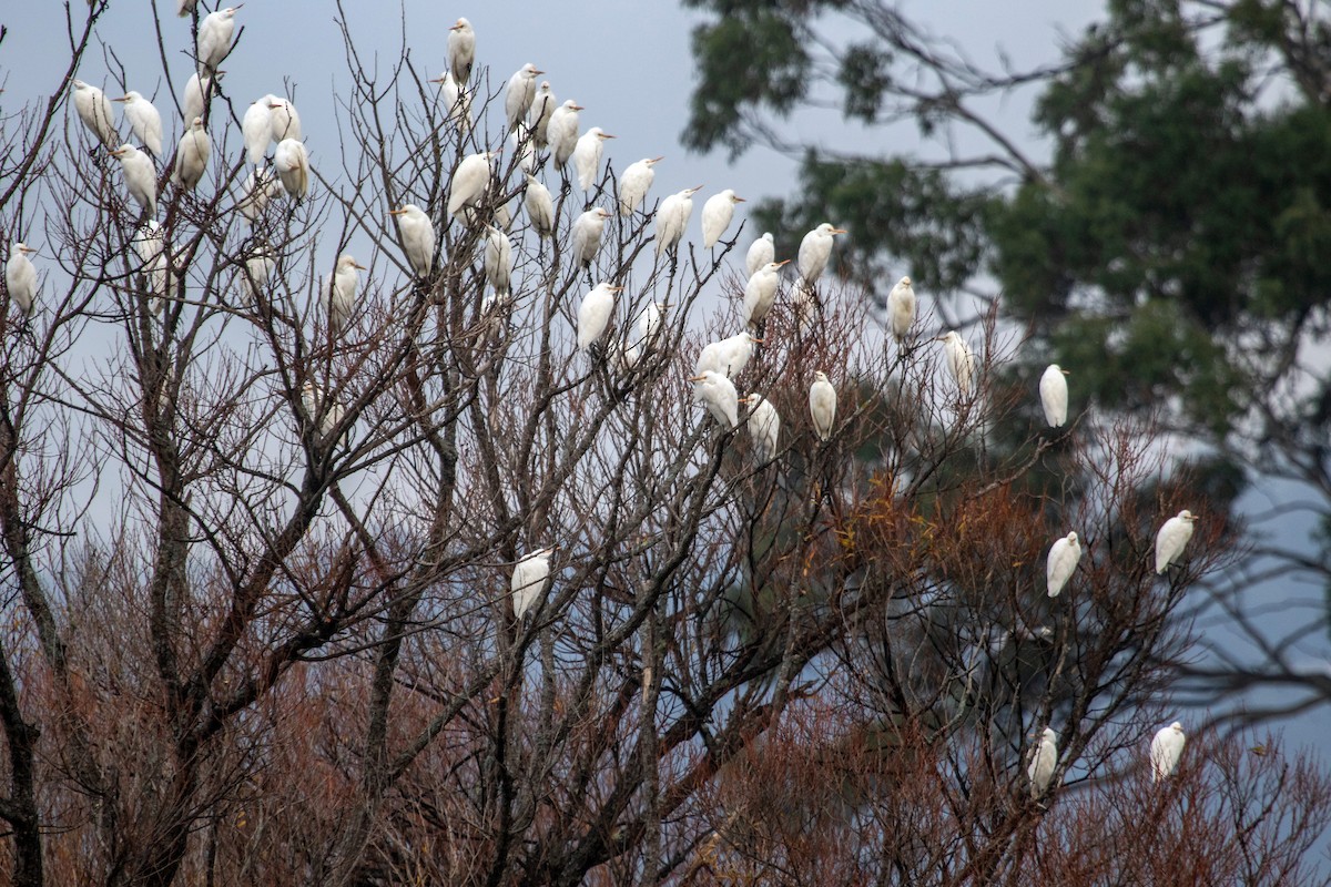 黃頭鷺 - ML238046871