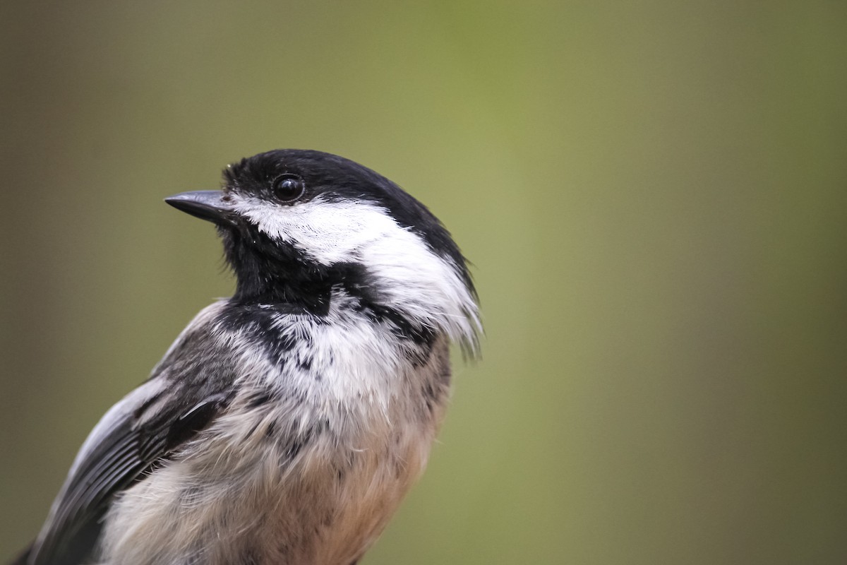 Black-capped Chickadee - ML238047281