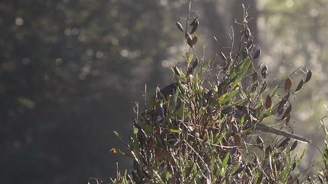 Green Rosella - ML238047961