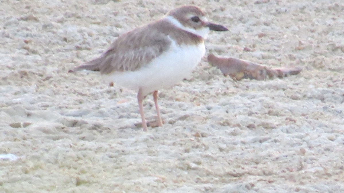 Wilson's Plover - ML238048271