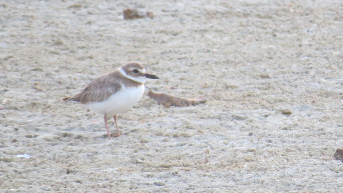 Wilson's Plover - ML238048281