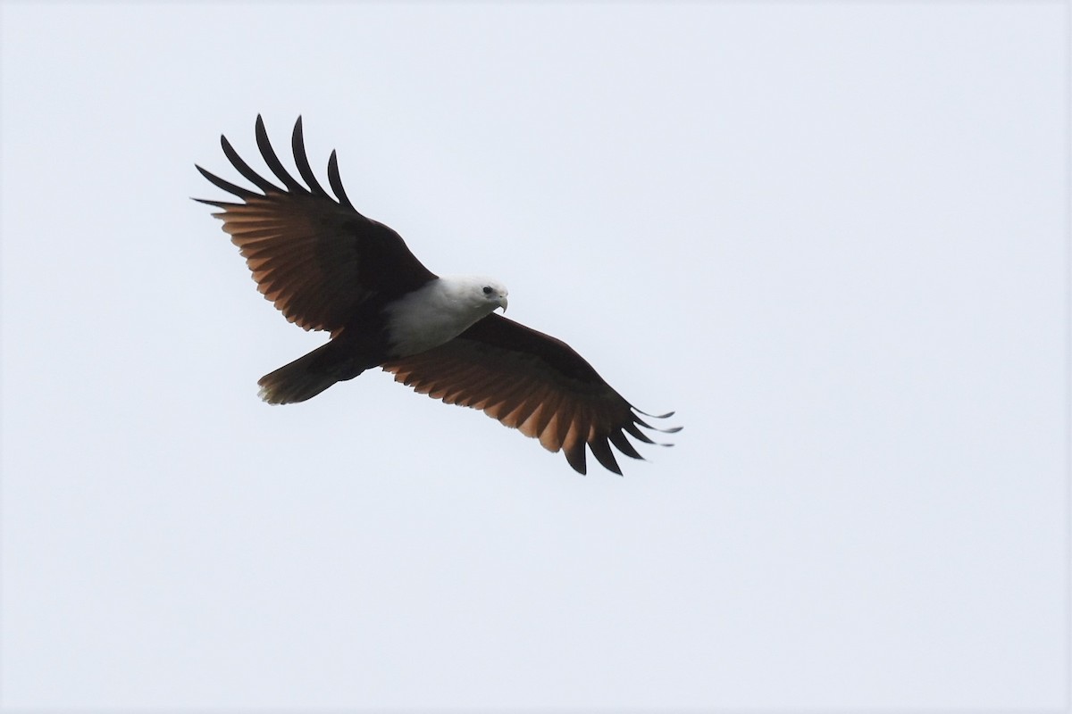 Brahminy Kite - ML238050281