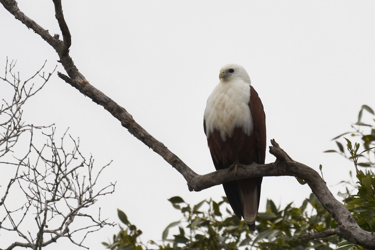 Brahminy Kite - Stephen Haase