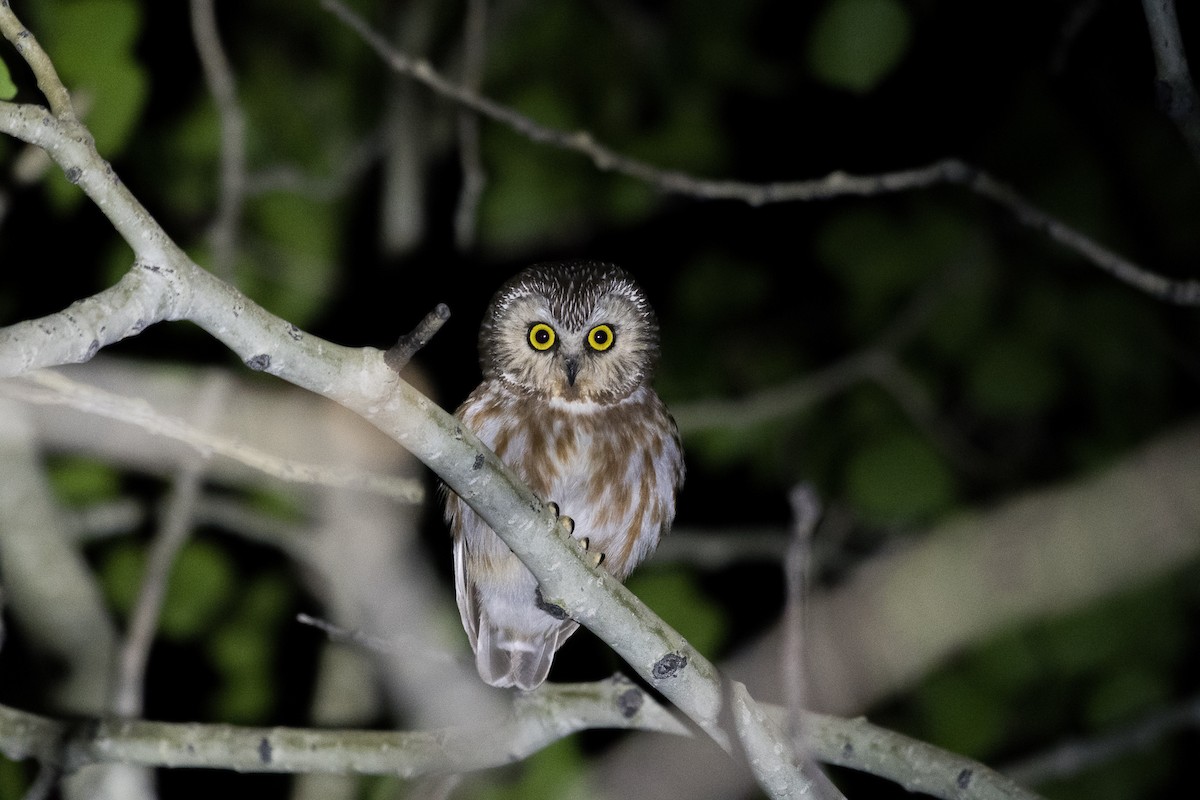 Northern Saw-whet Owl - Jeff Cooper