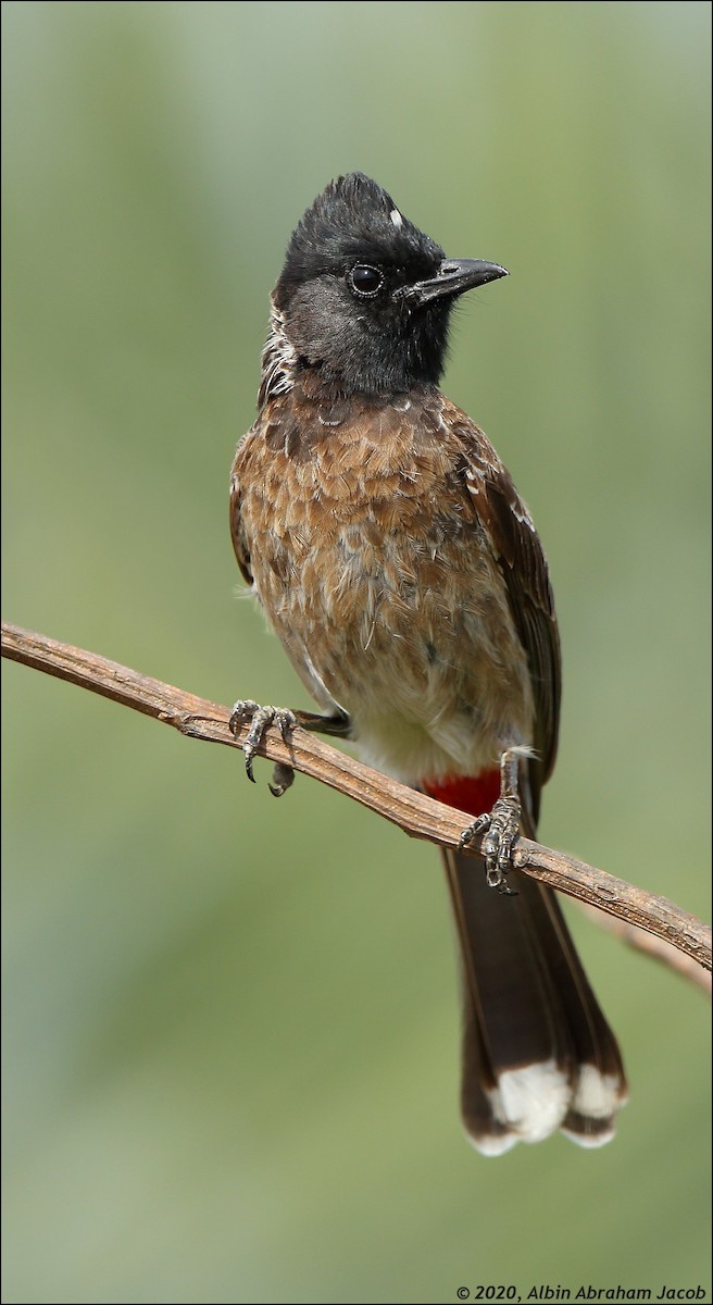 Red-vented Bulbul - ML238051421