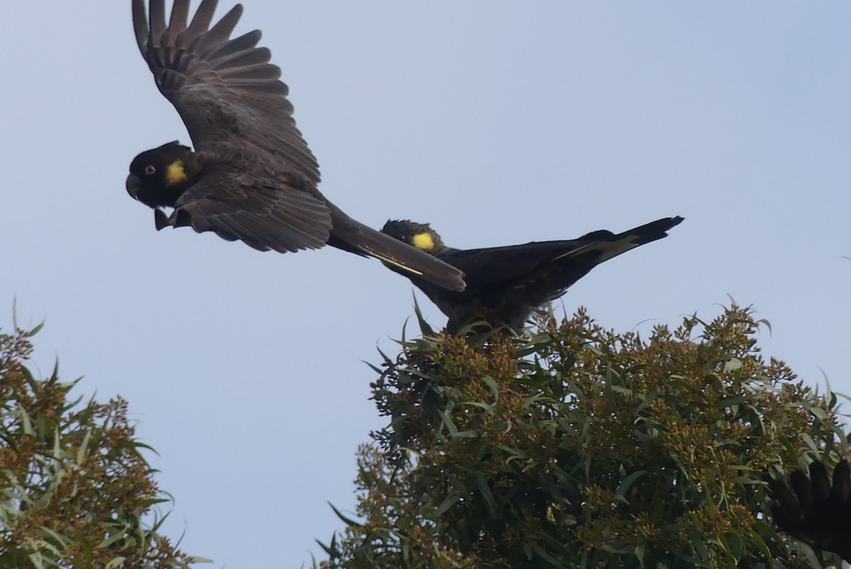 Yellow-tailed Black-Cockatoo - Anonymous
