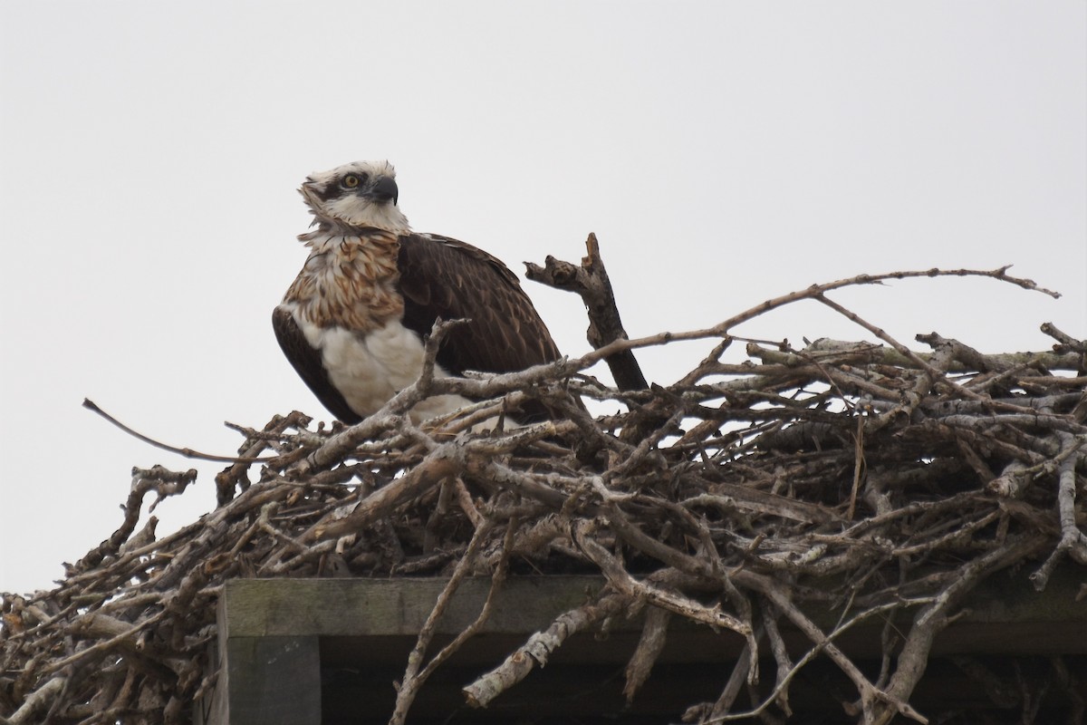 Osprey - Stephen Haase