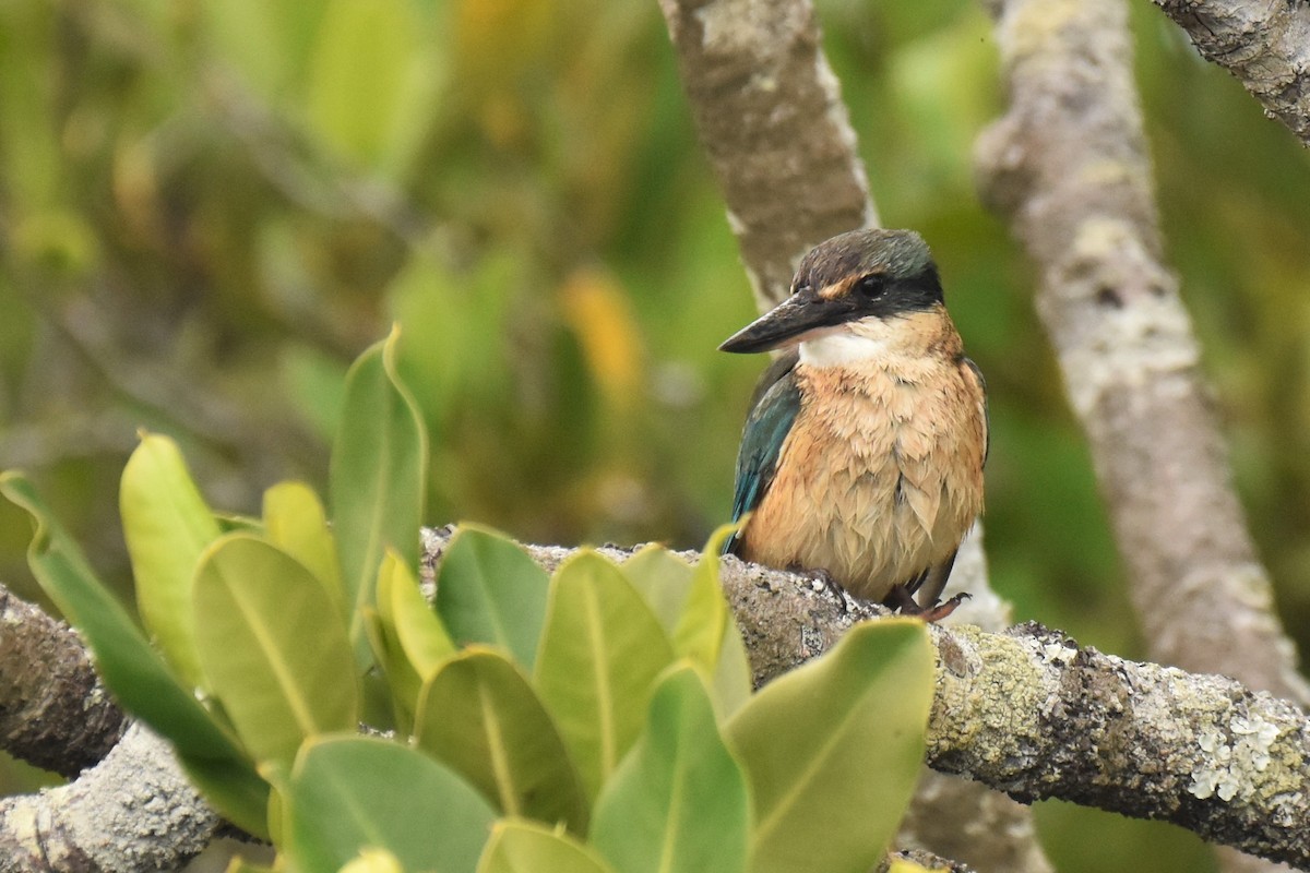 Sacred Kingfisher - ML238053261