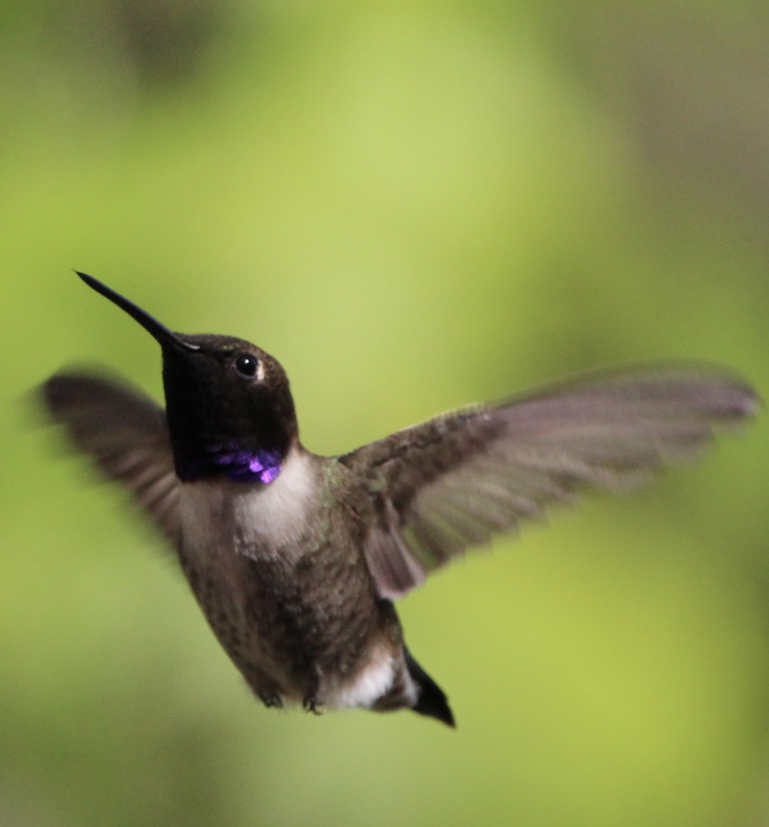 Black-chinned Hummingbird - Justin Flint