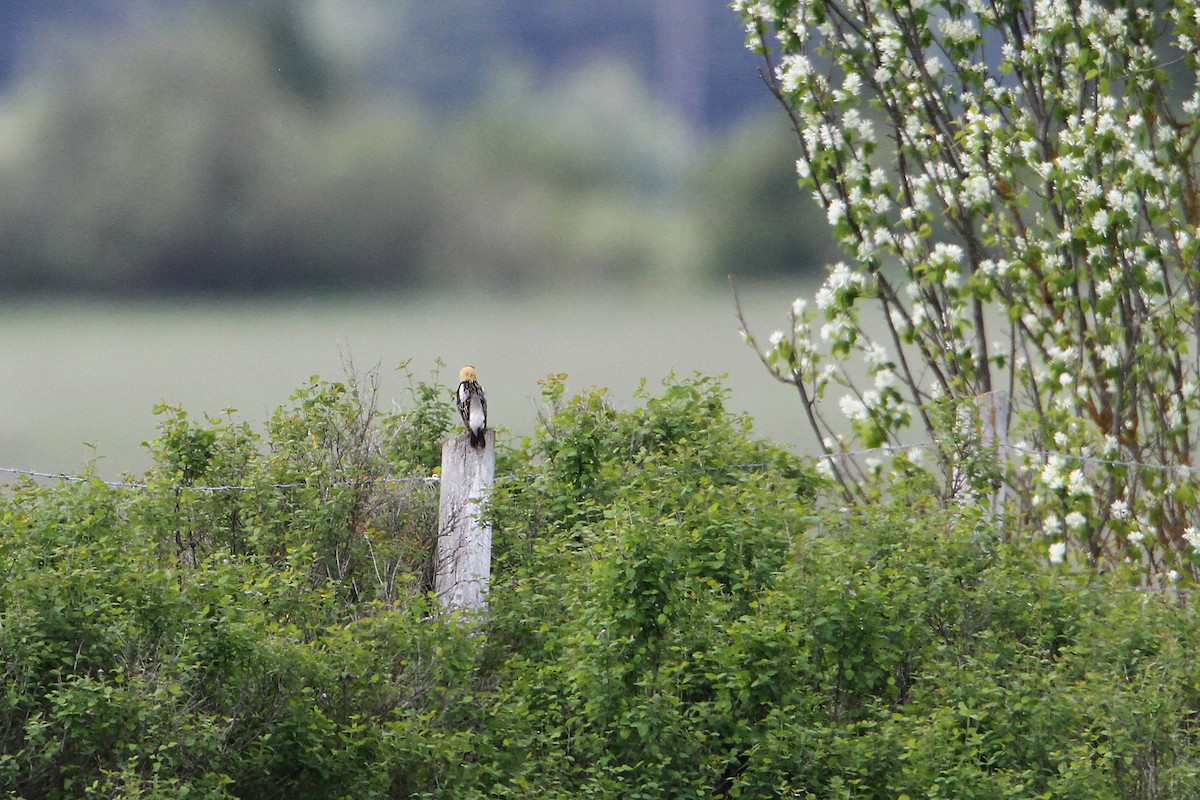 bobolink - ML238053551