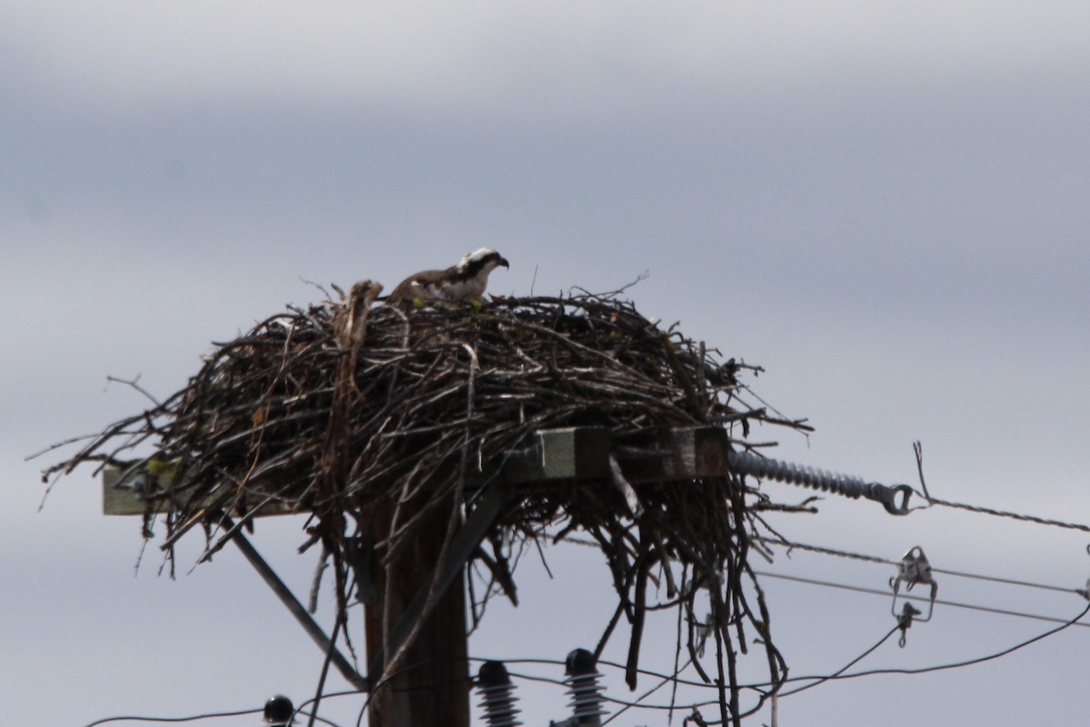 Osprey - ML238053931