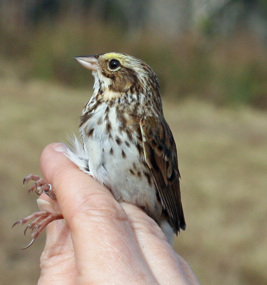 Savannah Sparrow - Murray Gardler