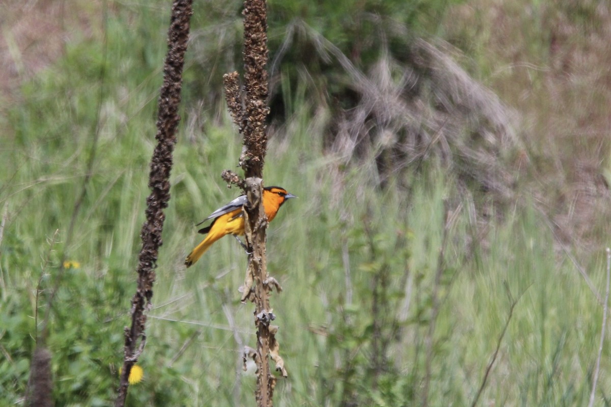 Bullock's Oriole - ML238054171