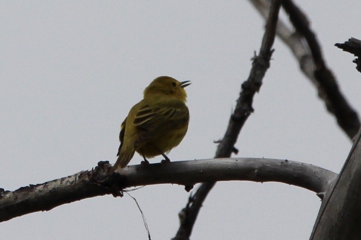 Paruline jaune - ML238054181