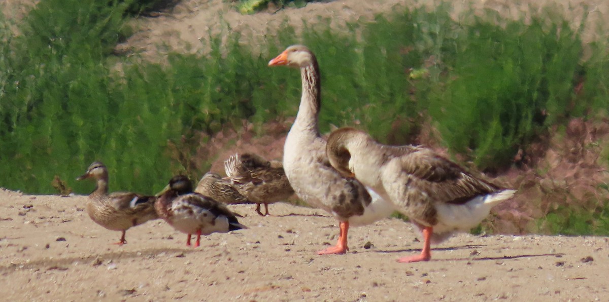 Graylag Goose (Domestic type) - ML238054811