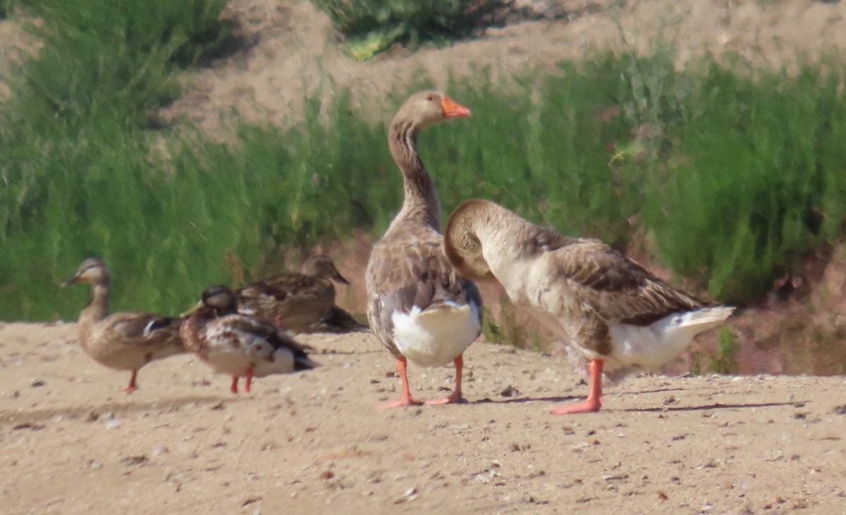 Graylag Goose (Domestic type) - ML238054821