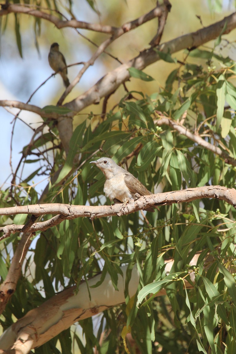 Brush Cuckoo - ML238056371