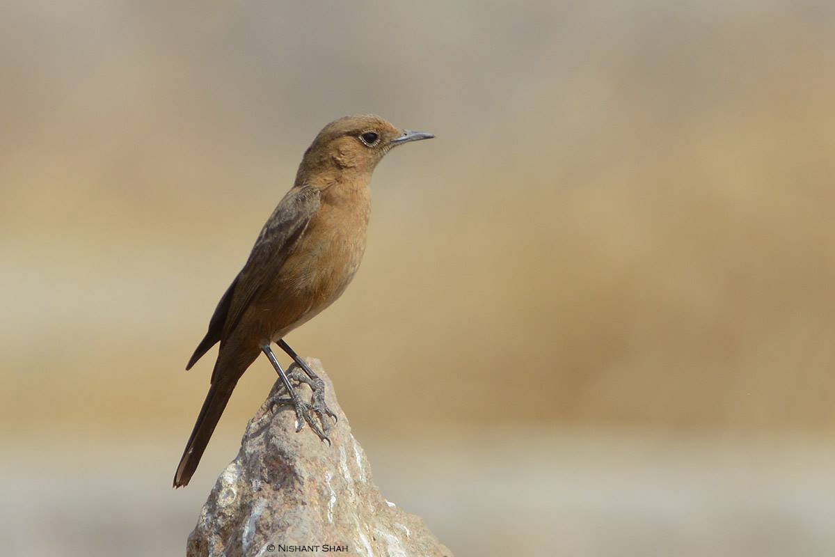 Brown Rock Chat - ML23805651