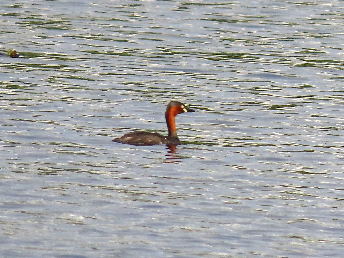 Little Grebe - ML238058351